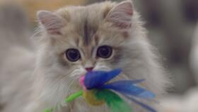 暹羅貓無(wú)毛貓混血寶寶長(zhǎng)什么樣